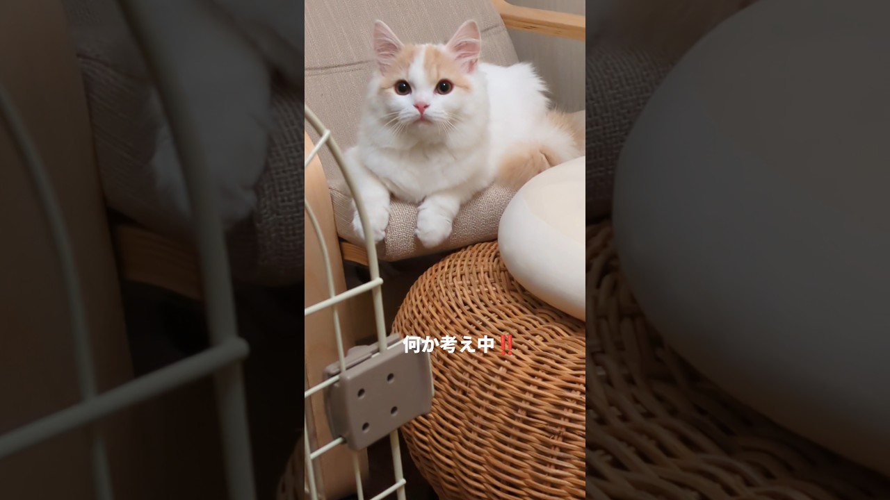 【スコティッシュフォールド】世界1の場所  #cat #子ネコ #猫 #猫のいる暮らし #かわいい子猫