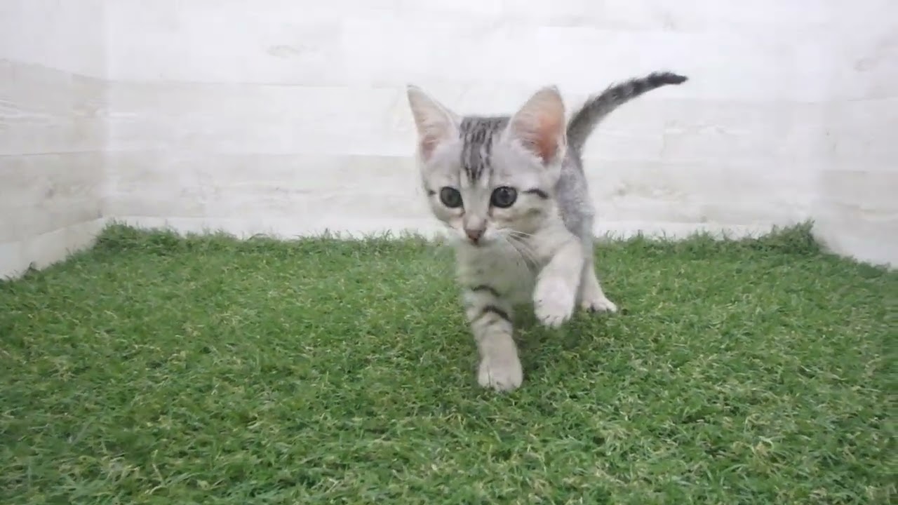 Coo&RIKU　No00703448 エジプシャンマウ