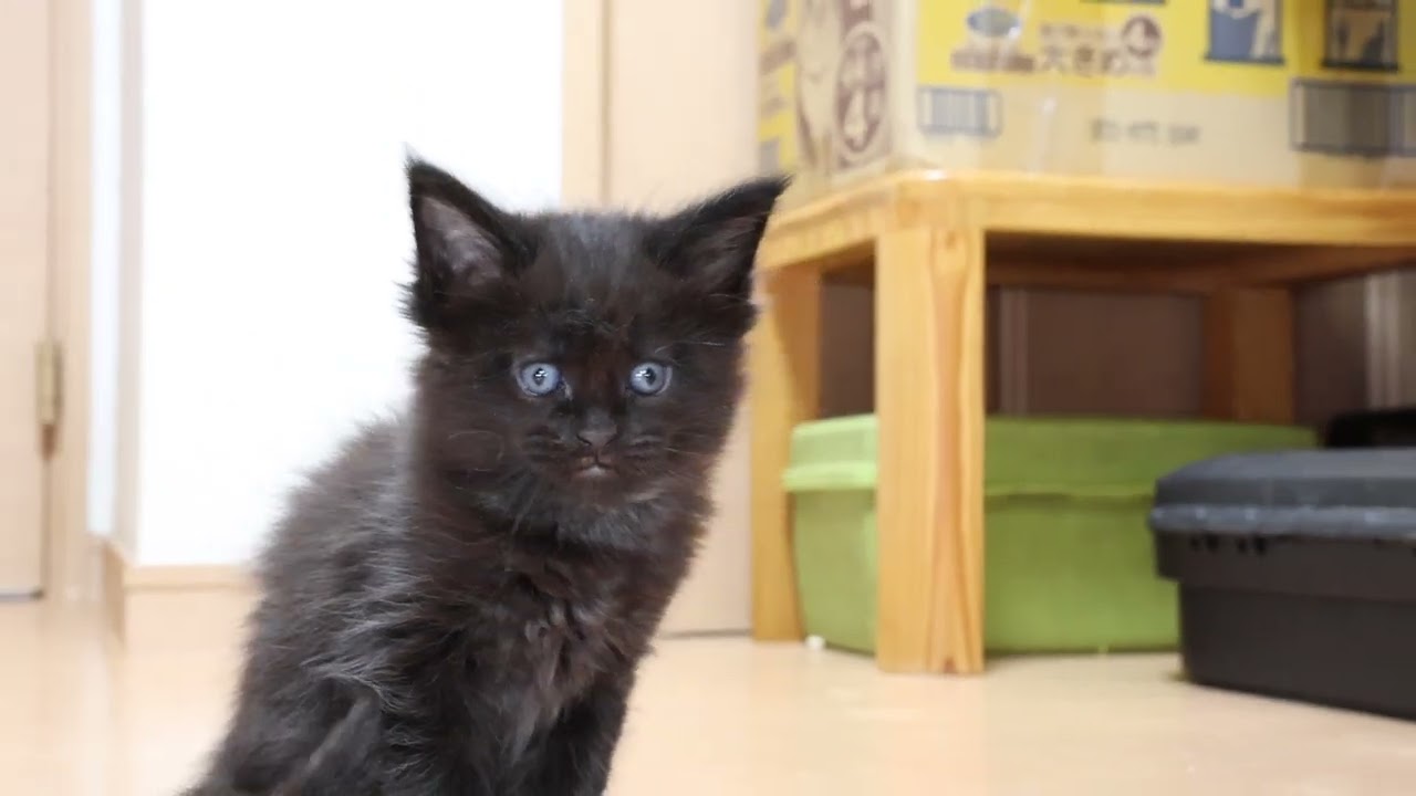 真っ黒くろすけブラックのメインクーン子猫