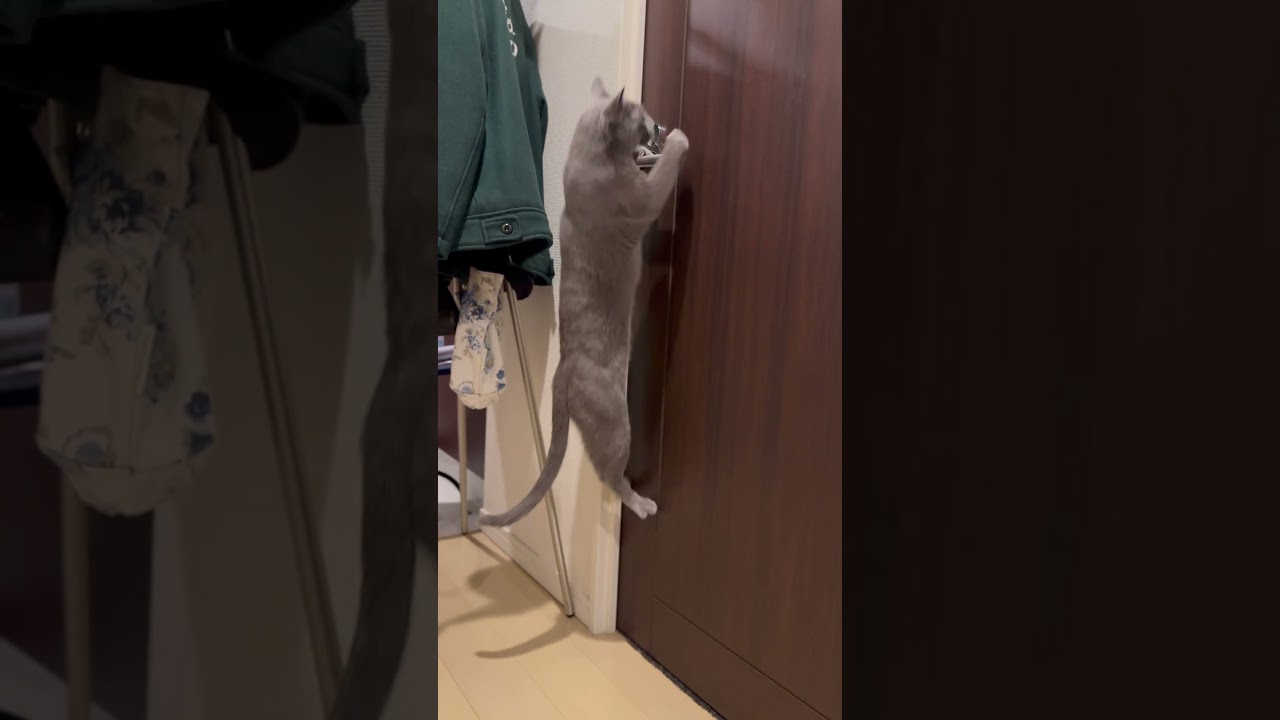ウィルの毎日 526 懸垂。 #マッチョ #ロシアンブルー #RussianBlue #Cat #猫 #ねこ