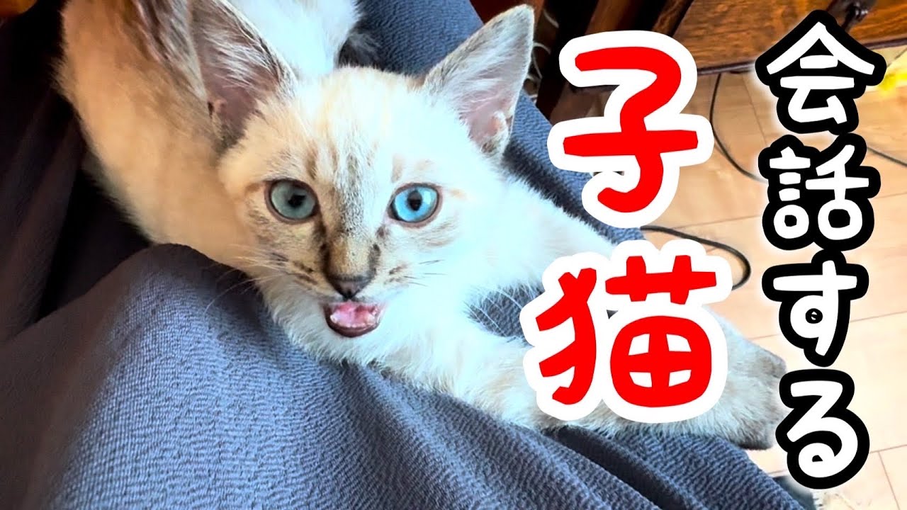 飼い主と会話しようと鳴く子猫が可愛すぎました＾＾