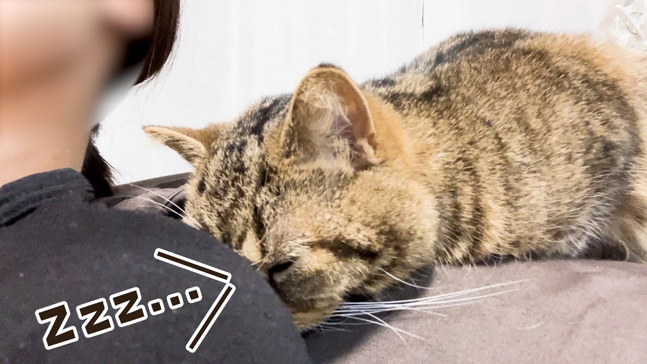飼い主の肩で「ごめん寝」する猫が可愛すぎました... #478【生後1年と188日目 スコティッシュフォールド】