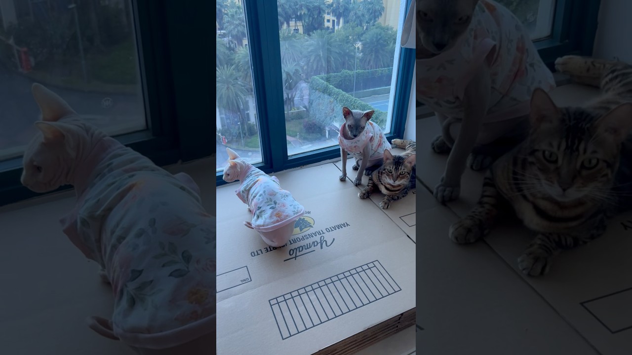 段ボールの上がお気に入りの毛のない猫たち【スフィンクス】