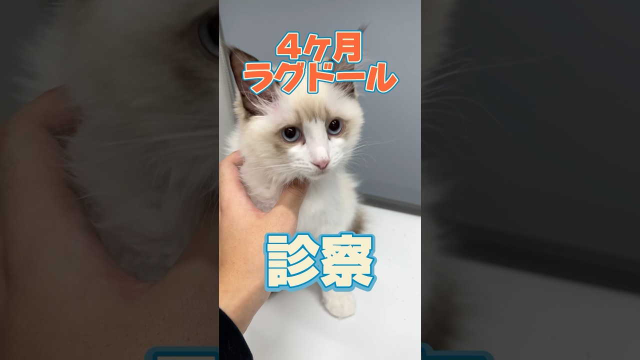 頭をぶつけてボーッとしてる4ヶ月のラグドールが動物病院にやってきた！新しい音楽に変えました！よかったらみんなも使ってみてね！