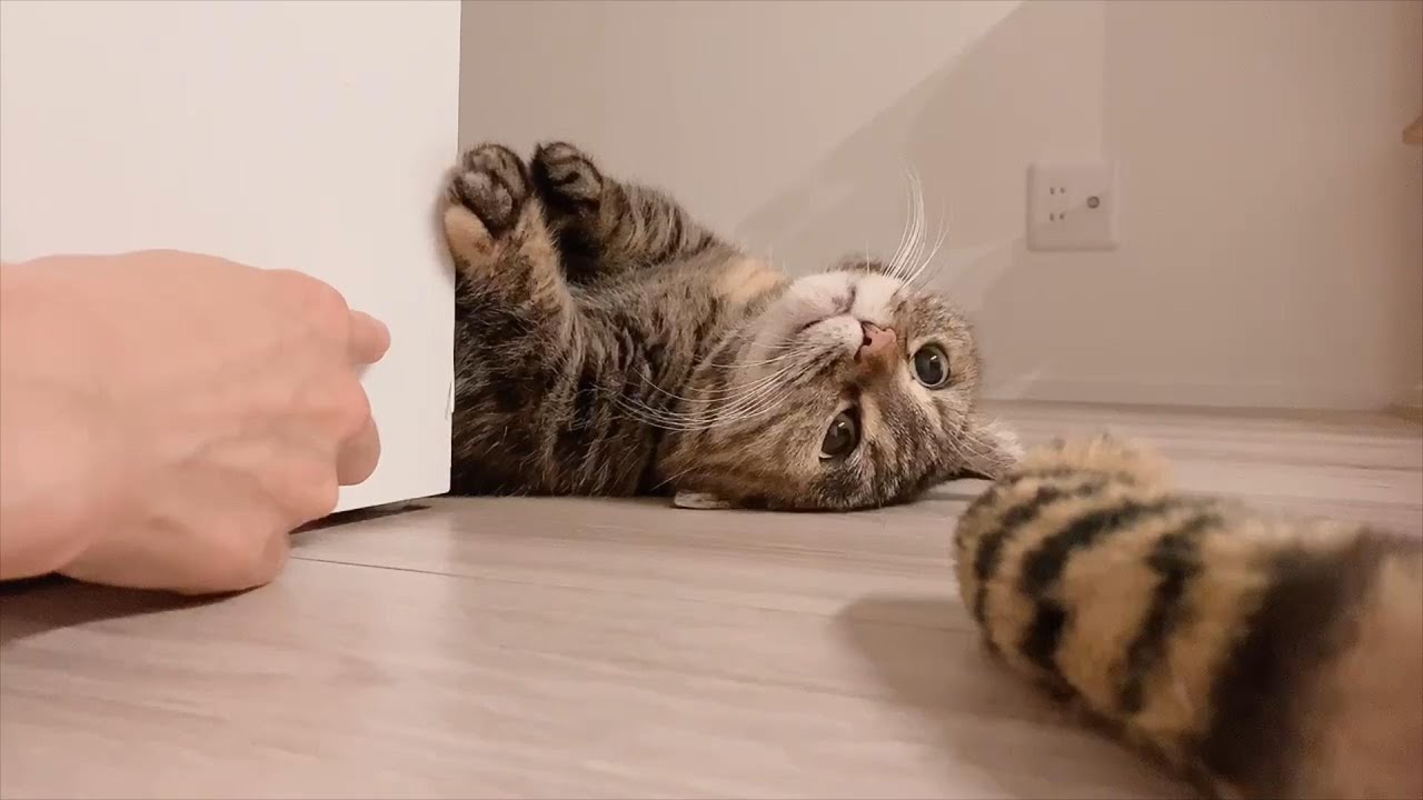 【ご報告】夢のマイホームへ猫ちゃんと引越す【猫動画】