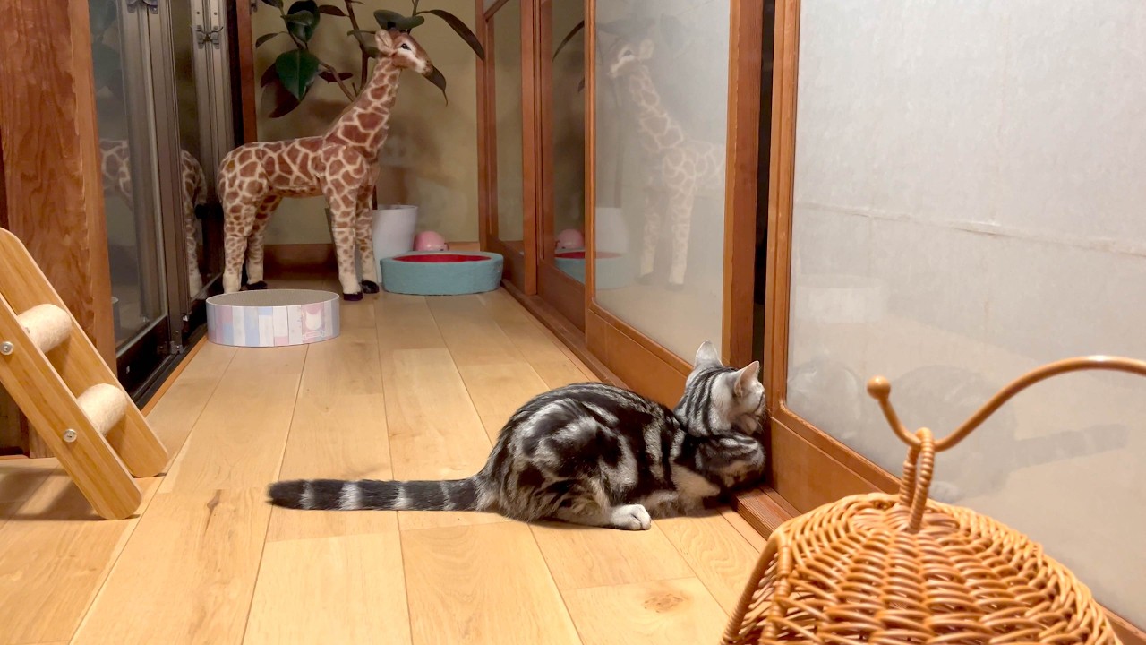 事情も分からず隔離される弟猫がかわいそうでした。