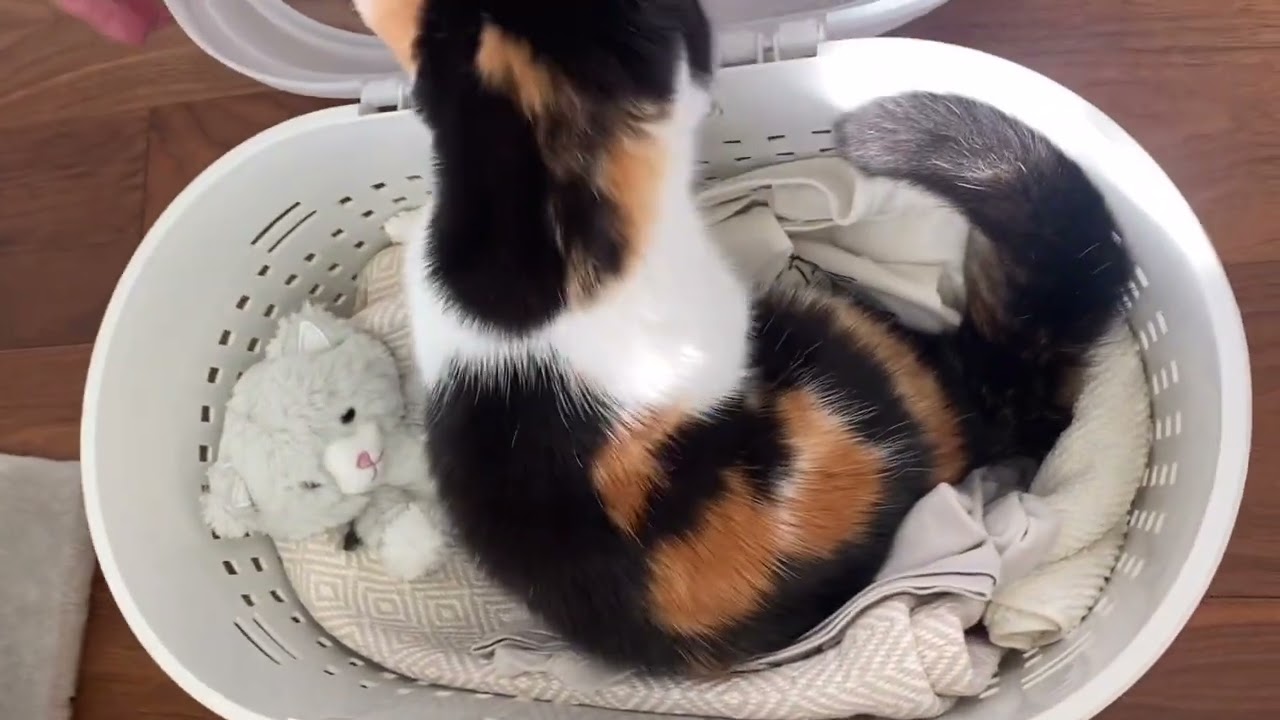 【ちゃむまる避妊手術がんばりました】#おすすめ #youtube #かわいい #cat #三毛 #kitten #cute #猫 #マンチカン#LOVE #健康 #子猫