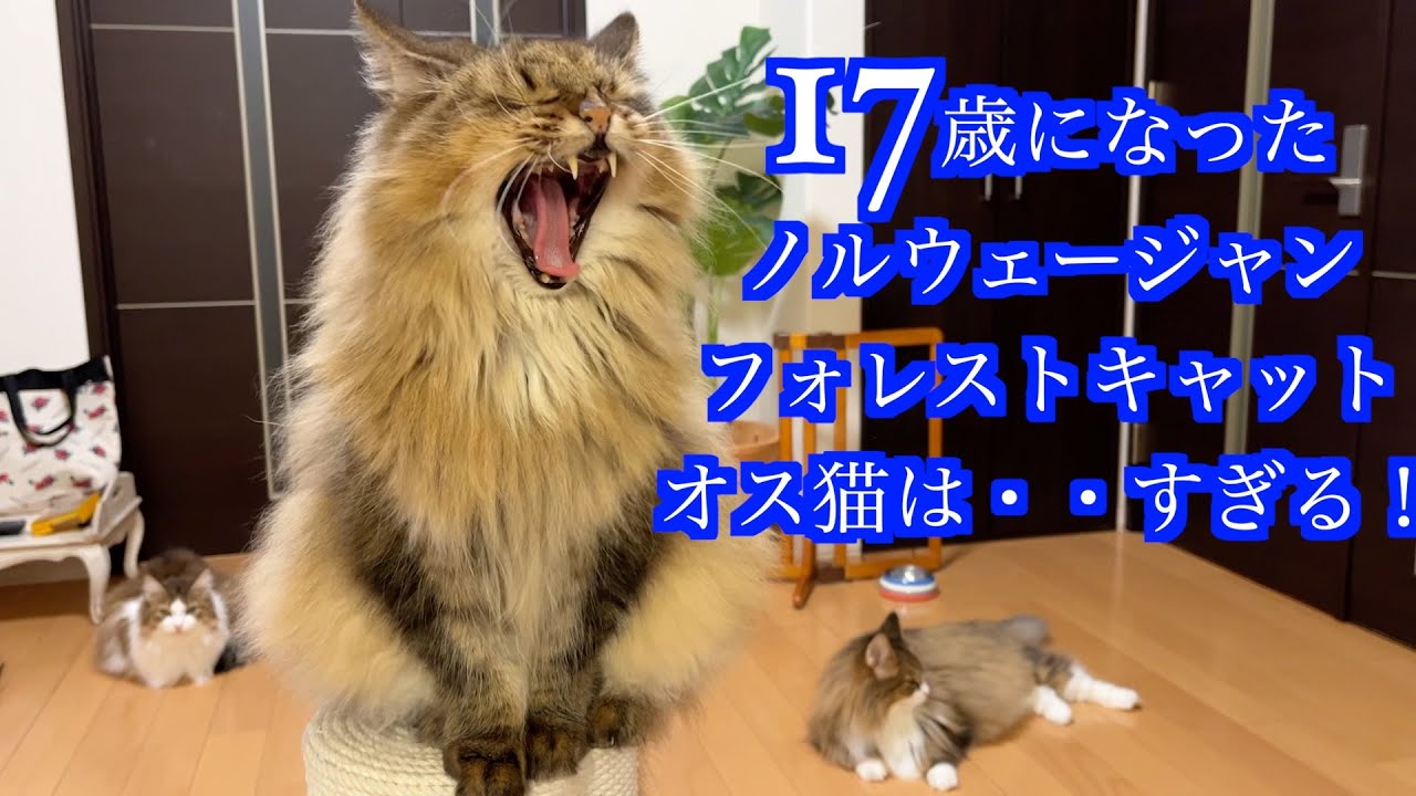 17歳のノルウェージャンフォレストキャット・オス猫は・・すぎる！
