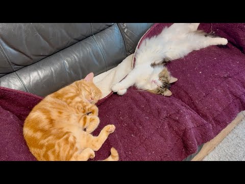 ソファで猫が熟睡する姿がかわいすぎた…