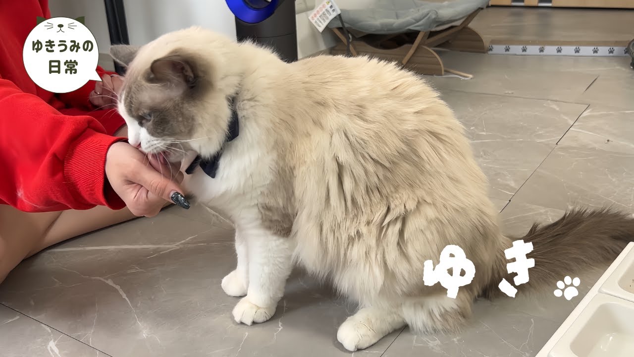 子猫にお手を覚えて貰おうとした結果・・・【ラグドール・キジシロ】