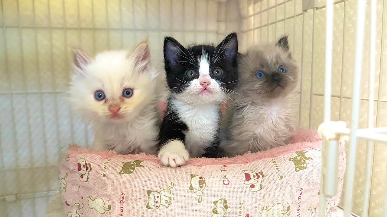 子猫が3匹保護され ねこたま庵へやって来ました【お祭り兄弟日記#1】A new shelter cat has arrived 子猫