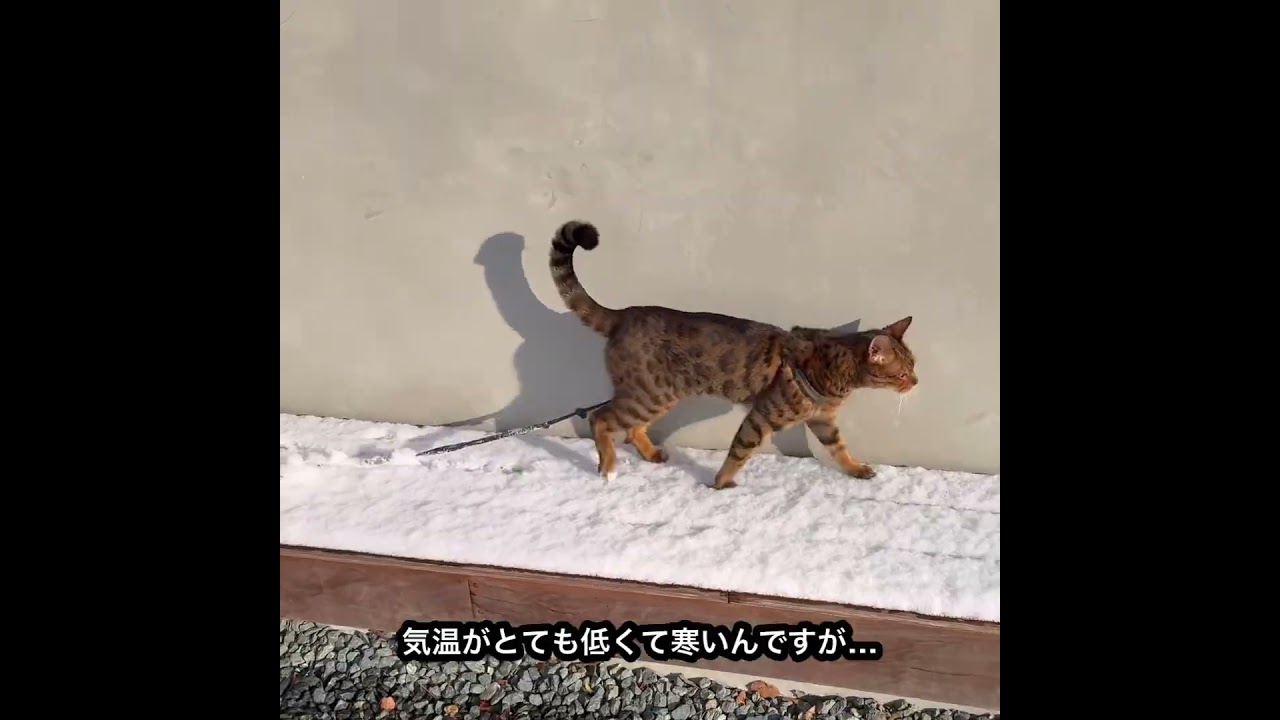 No.0946【ベンガル猫のレオ☃️雪の中でもお散歩】僕は、雪でも寒くないんだにゃ