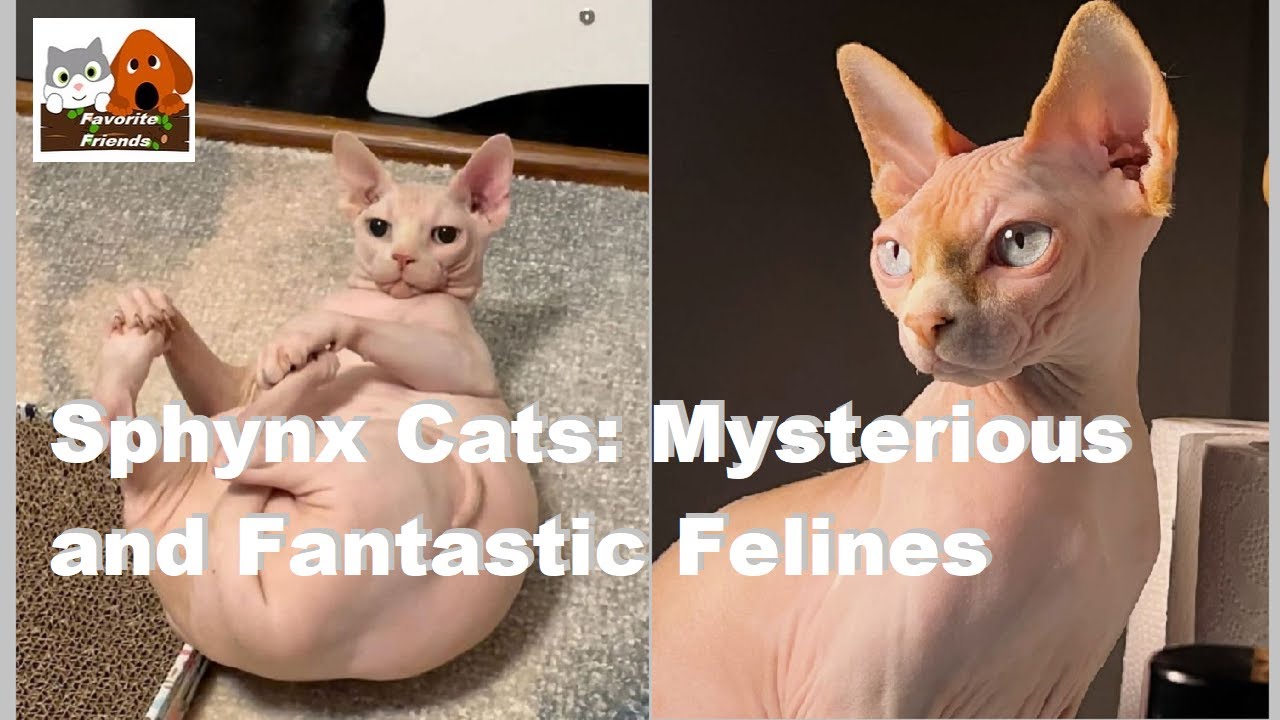 Sphynx Cats: Mysterious and Fantastic Felines