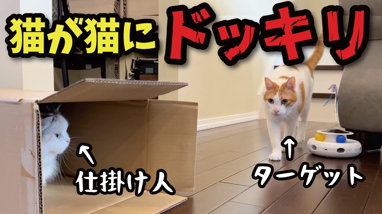 先輩猫にドッキリを仕掛けたいと思います【関西弁でしゃべる猫】【猫アテレコ】