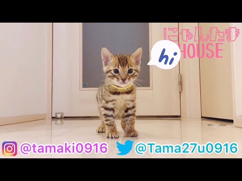 【生配信4/21】ヤンチャしだしたベンガル子猫