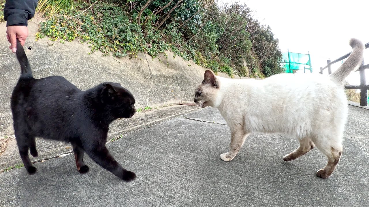 ラリったシャム猫が黒猫を追い払ってクネクネする
