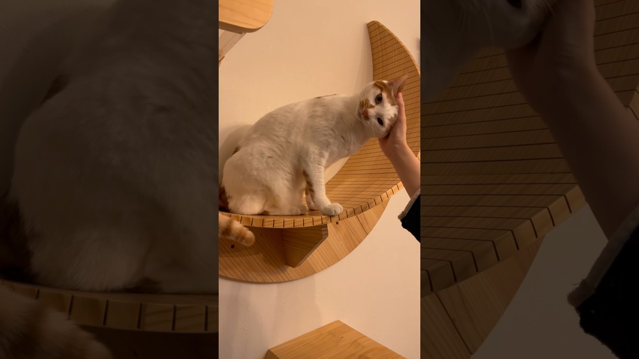 親バカ全開り #猫 #保護猫 #日本猫