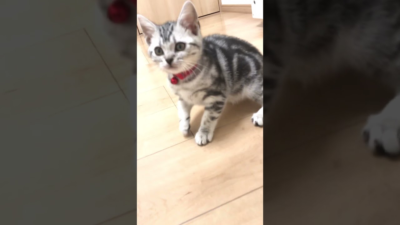 うちのアメショーの子猫時代が可愛すぎる
