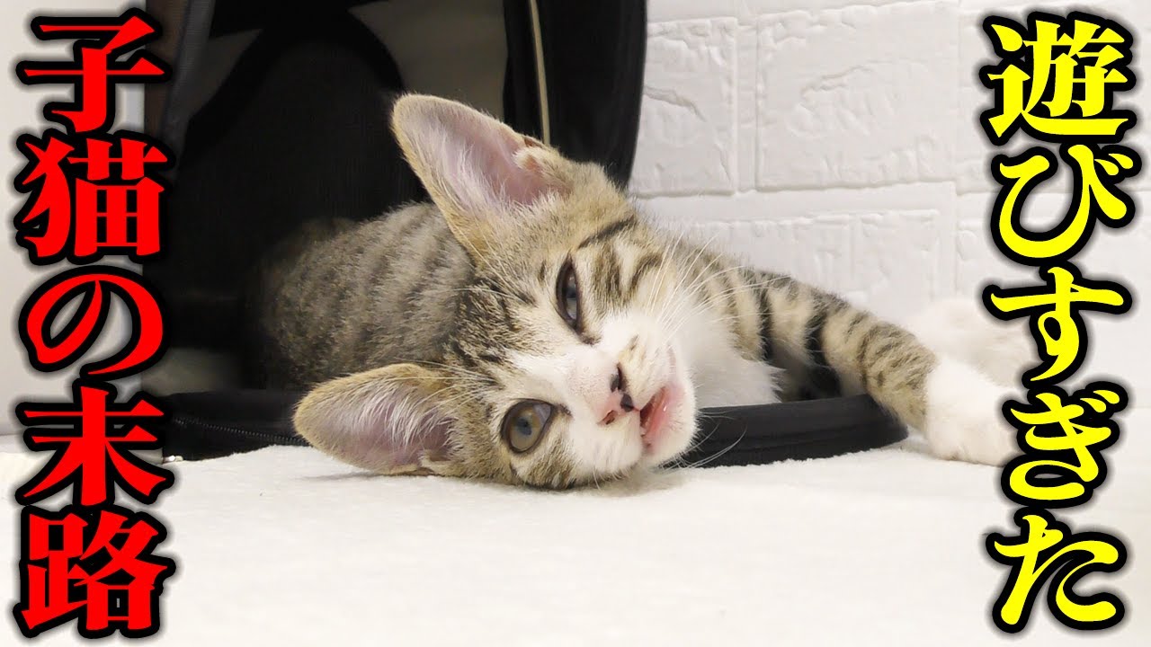 1時間以上にゃんプロをやり続けた子猫の末路がこちらwww
