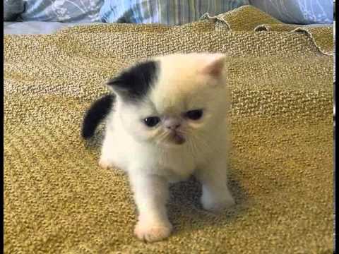 havana brown kittens ohio