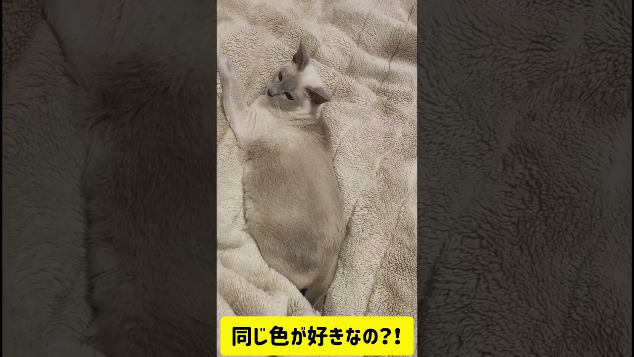 #shorts 同色が好きなシャム猫#ねこのいる暮らし #シャム #cat #ねこのいる生活