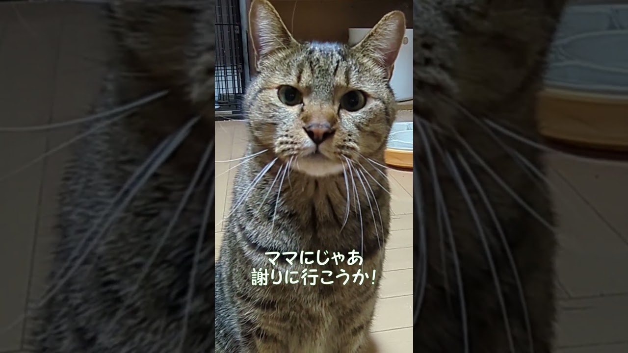 ママに怒られた💦 #shorts‪  　　　　　　　音源@IORIKUNTV