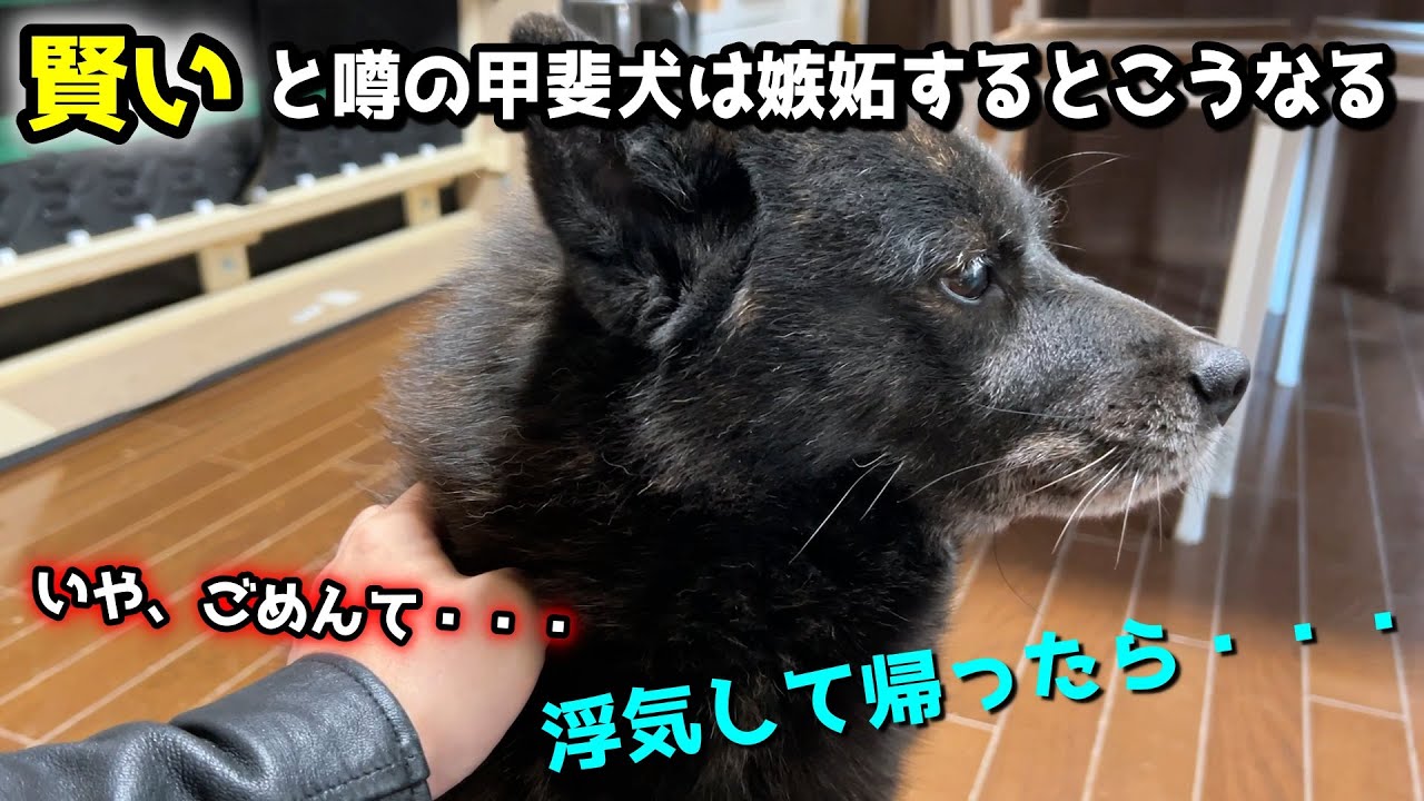 赤ちゃんと浮気して帰ったら甲斐犬一休がまさかの行動に・・・
