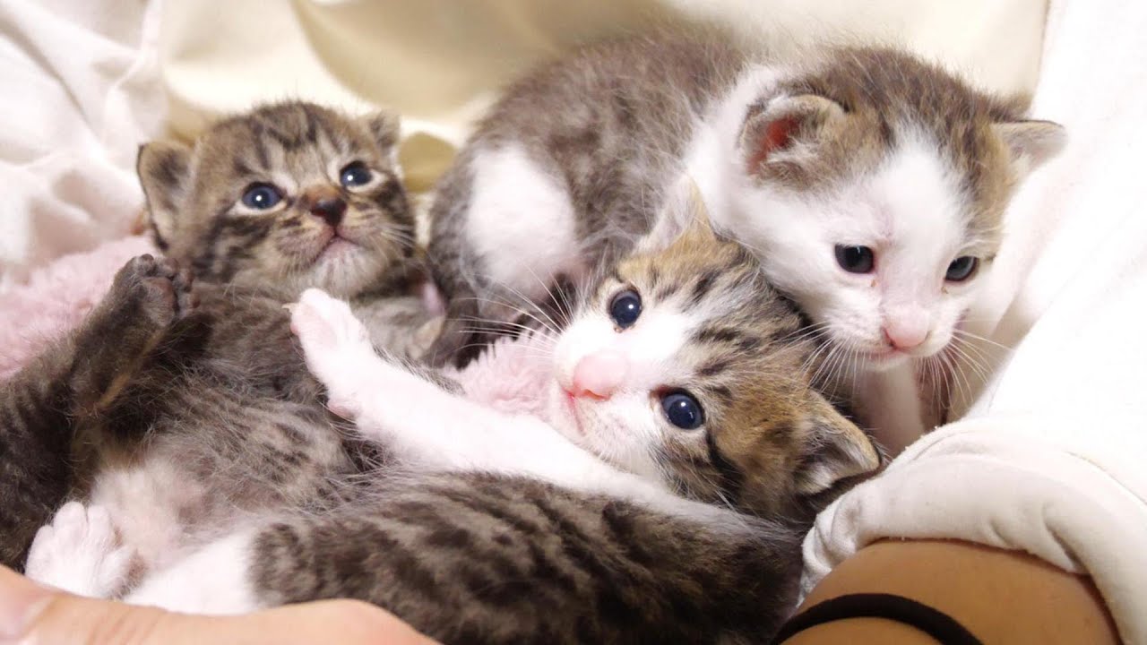 五匹の子猫達が華麗なやんのかステップで大暴れ【赤ちゃん猫　保護猫】
