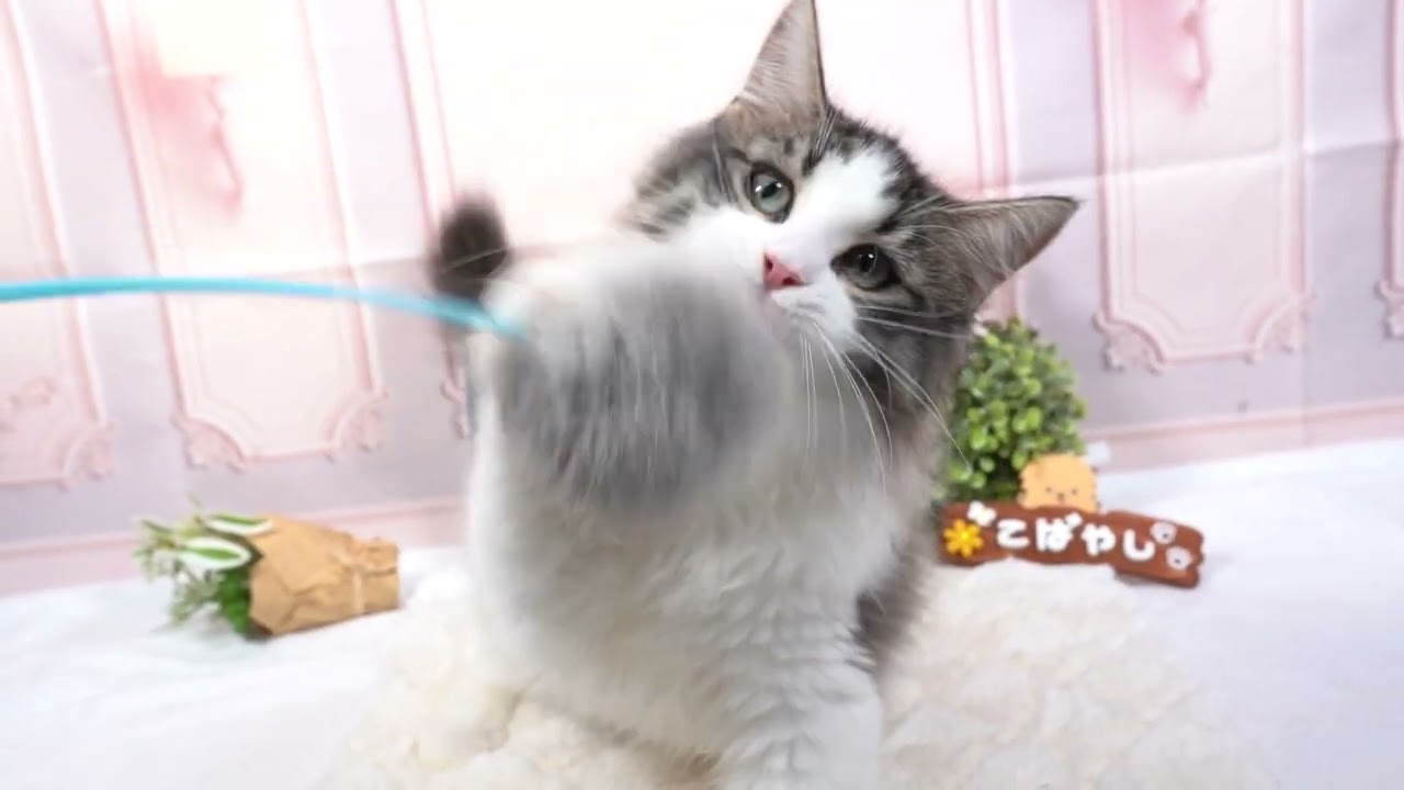 ノルウェージャンフォレストキャット 総額表示！！当日見学OK🐱✨