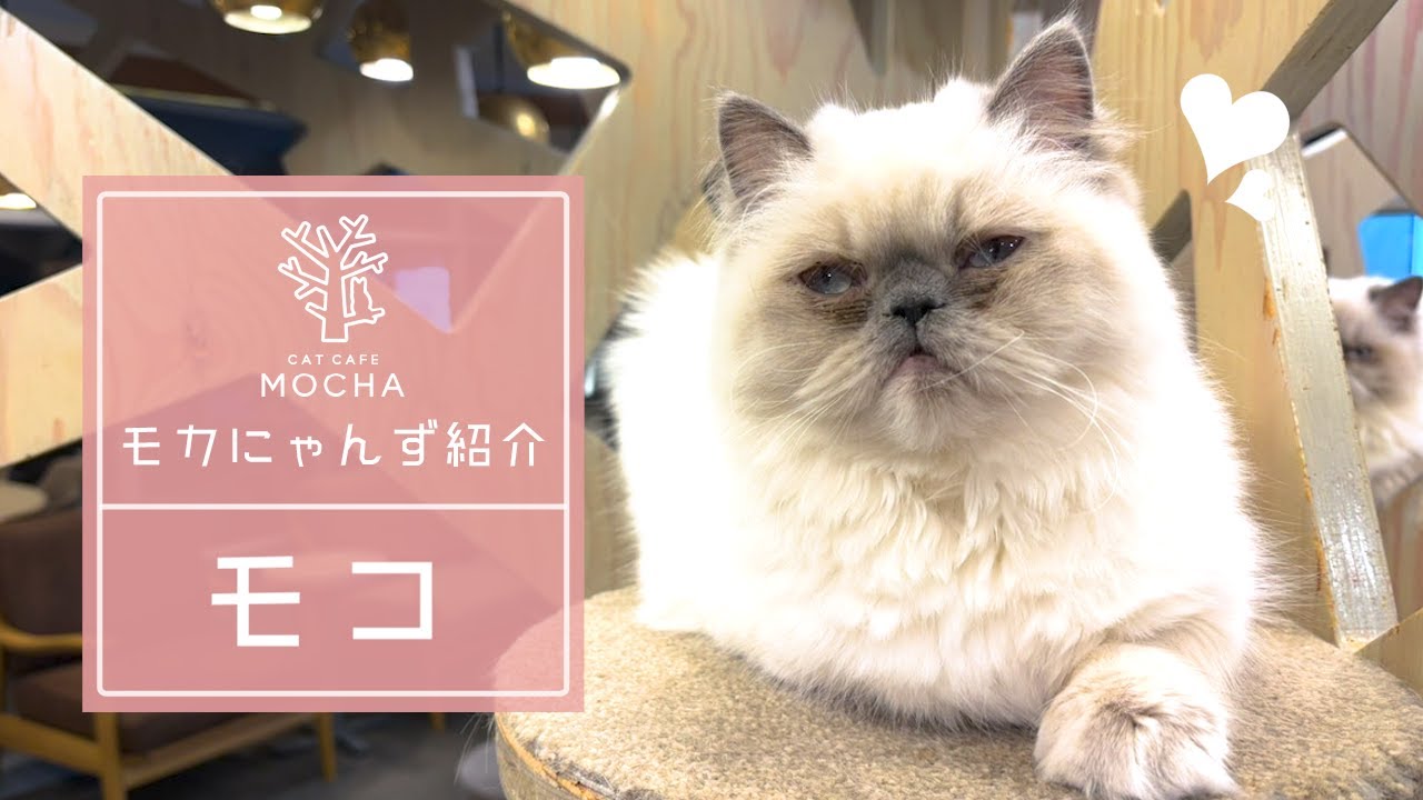 モコ（ヒマラヤン♀）渋谷公園通り店