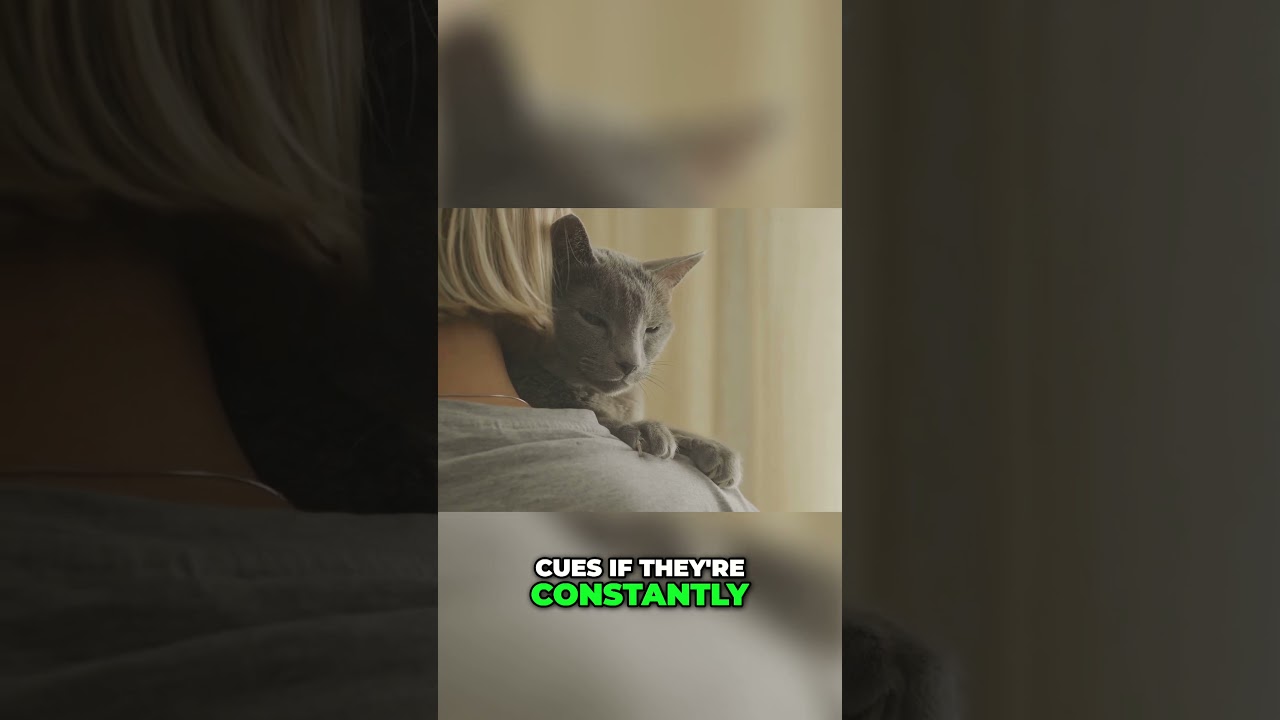 MASTERING Your Cat's Independence for a Happier Home
