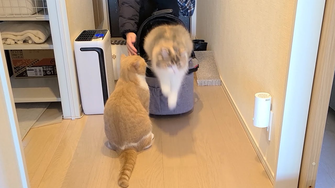 病院から帰ってきた猫の帰宅ダッシュがとっても可愛かった裏でもう一つの出来事が起こっていた件【スコティッシュフォールド】