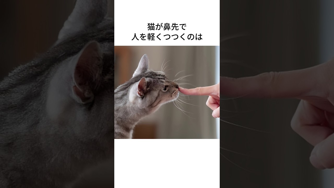 にゃんずの気持ち38・・・・#shorts,＃猫,#cat,#fyp #foryou,#雑学