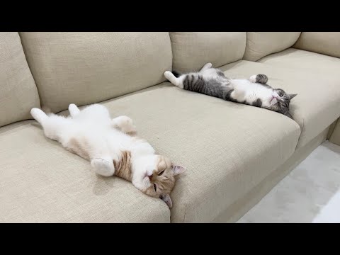 初めて一緒にお留守番してもらったら猫たちがこうなってました…笑