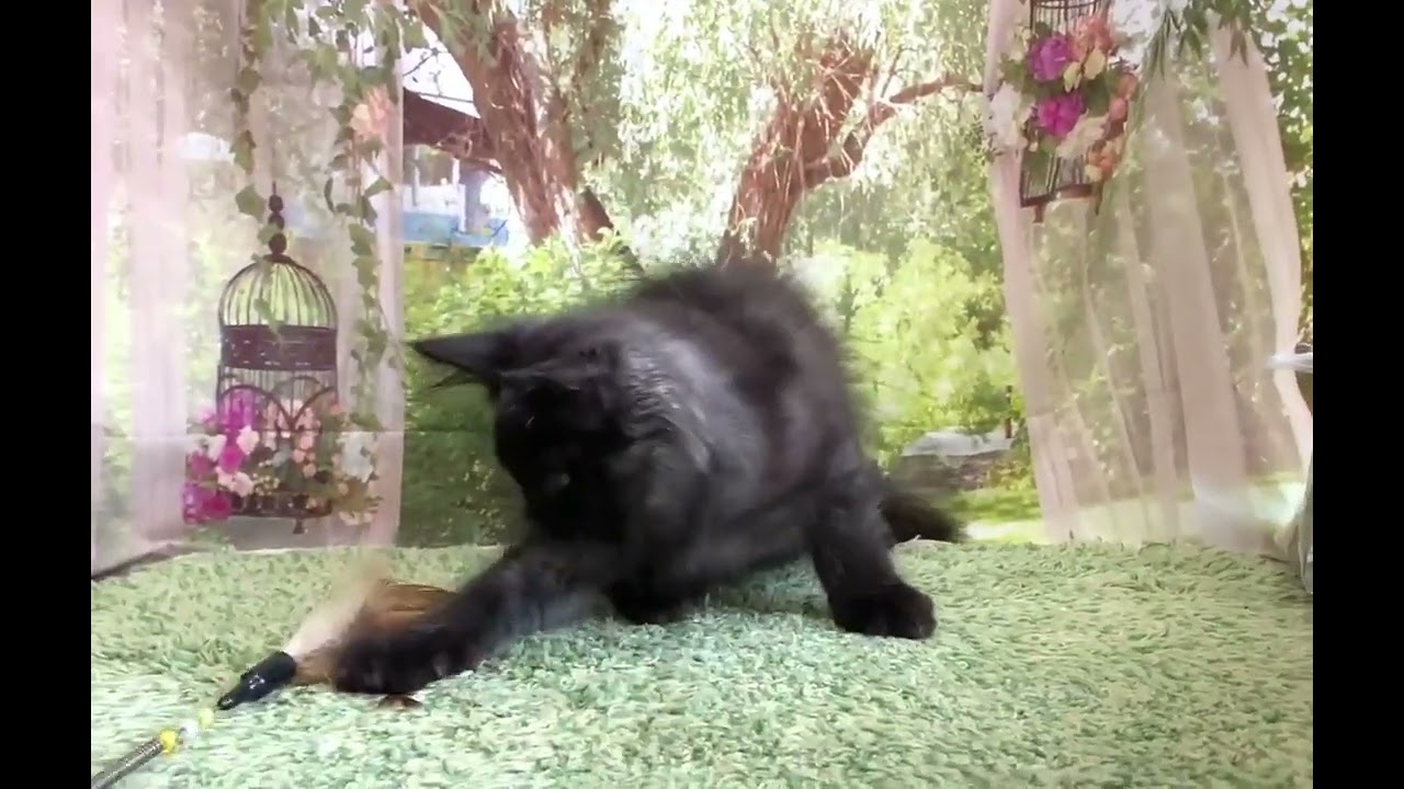 メインクーン 【ブラックスモーク】レアカラーのカッコいい男の子です！