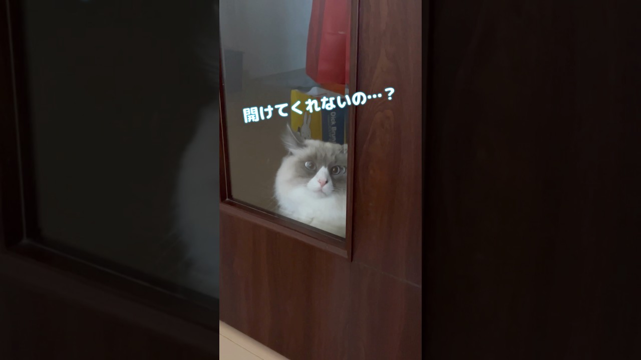 開けてもらえないサイベリアン猫 #shorts #ノルウェージャンフォレストキャット #サイベリアン #cat