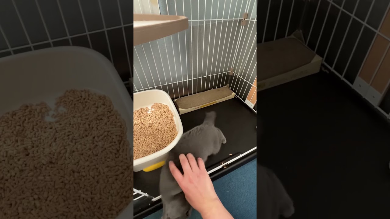 子猫とじゃれあったらガッツリホールドされ噛まれた(甘噛み)④#子猫 #遊んでる #ブリティッシュショートヘア #可愛い #ねこのいる暮らし