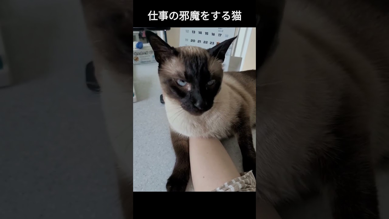 仕事の邪魔が大好きなシャム猫がこちら #シャム猫ひおろ #siamesecats