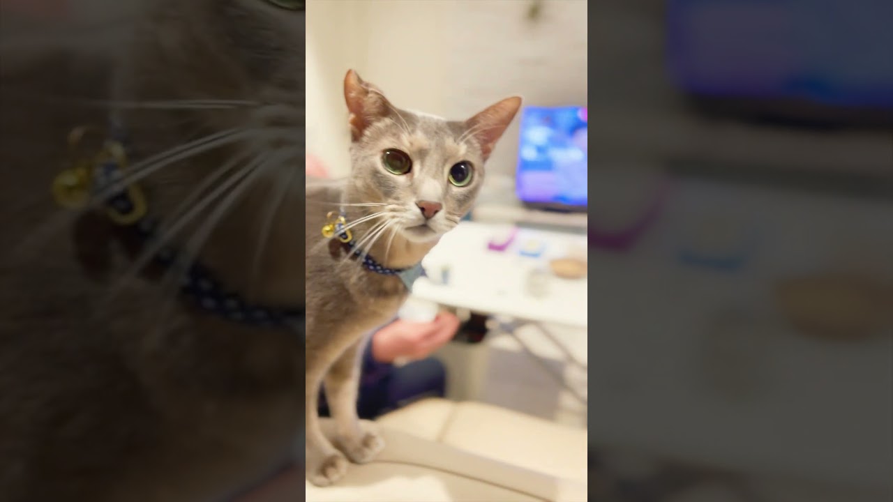 大好物のおやつをなかなか食べない猫（叔父さんと猫） #アビシニアン  #ロシアンブルー