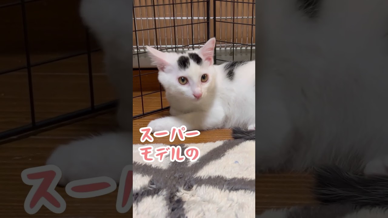 スーパーモデルミルクの可愛い瞳＃保護猫＃ねこ #子猫 #可愛い #世界猫の日 #catday ＃shorts#cat #保護猫 #ねこ