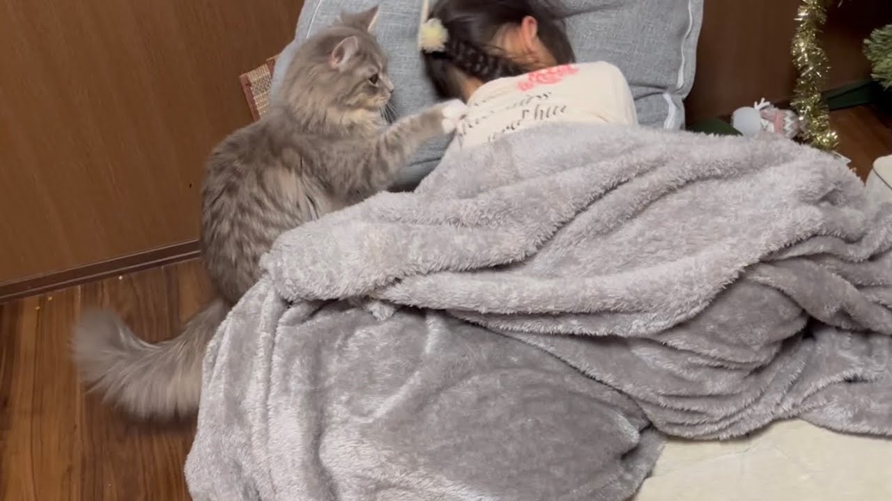 寝ている娘の肩をたたいて起こす猫　サイベリアン