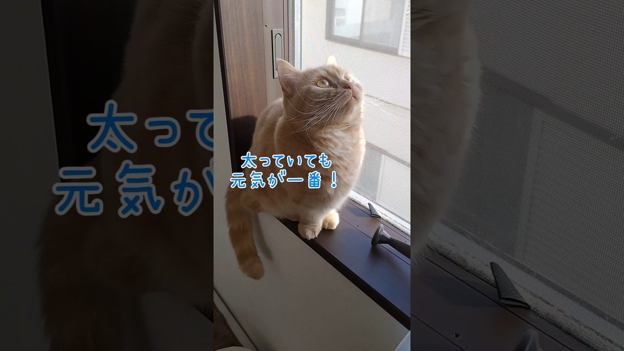 【添い寝するマンチカン】 #shorts #猫 #ねこ #cat