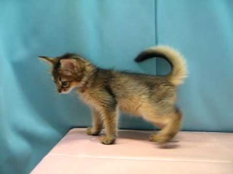 ソマリ　№100513　ペットショップ『ヒラマツケンネル』の子猫