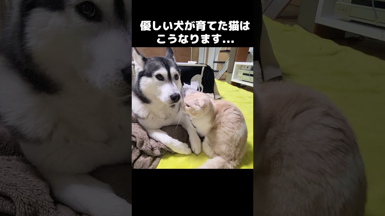 優しい犬が育てた猫はこうなります...笑#shorts