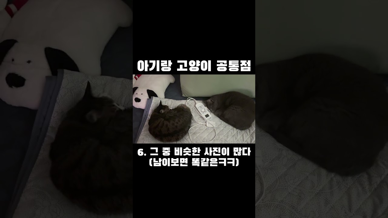 아기랑 고양이는 공통점이 있는거 같다!! 그렇지 않나요? #고양이 #고양이일상 #cat #공통점 #잠자는고양이 #러시안블루 #코리안숏헤어 #고양이두마리