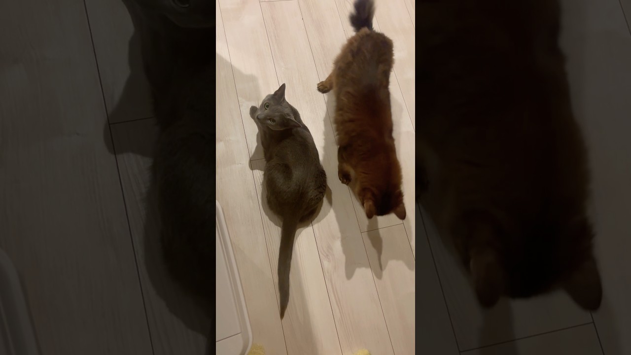 毛づくろいが少々強引なソマリ #ロシアンブルー #ソマリ #猫のいる暮らし