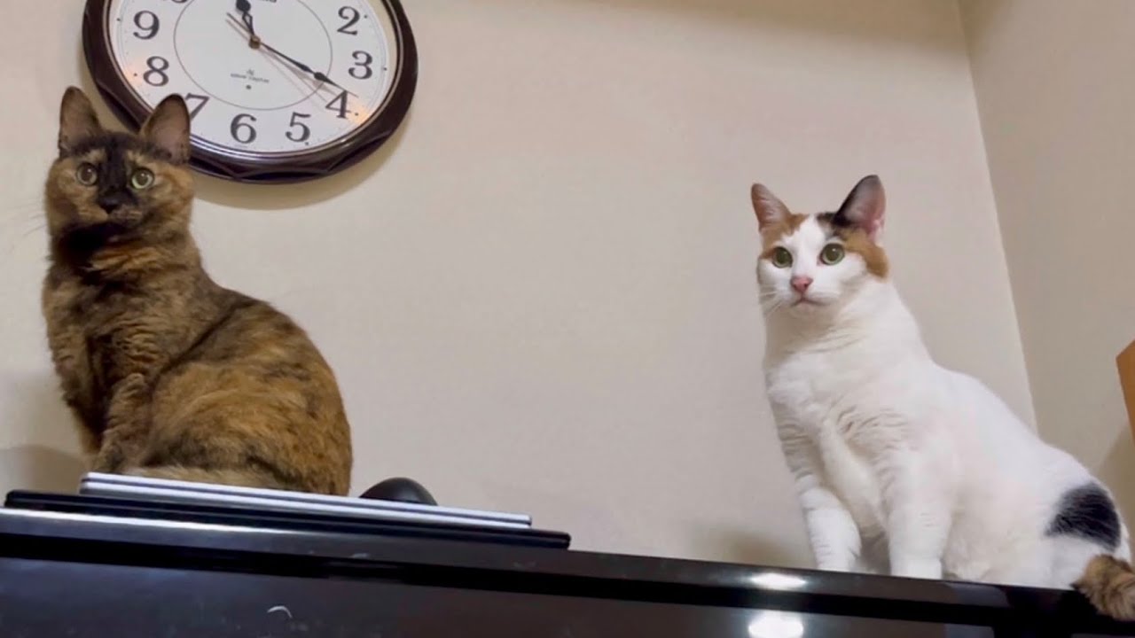 困った時は団結する２匹🐱🐱💕