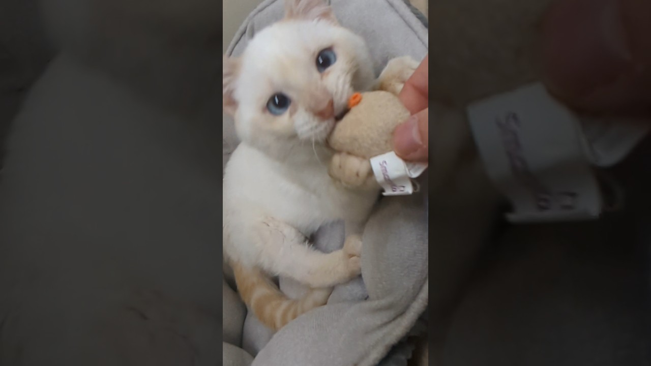 Making biscuits