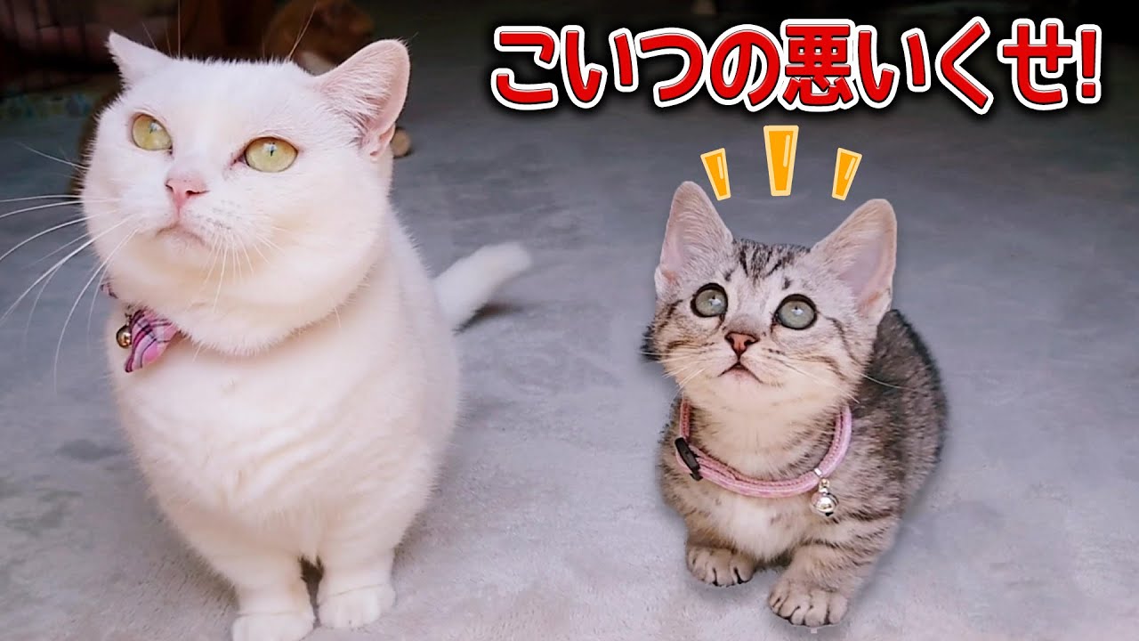 【衝撃の告白】可愛い子猫なのに、こんな悪癖がありました！