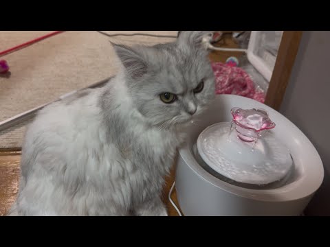 【元保護猫】多頭猫、仲良く過ごしてます